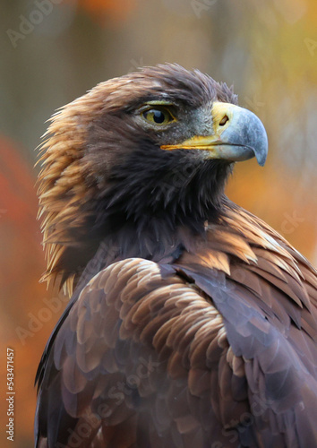 The golden eagle (Aquila chrysaetos) is one of the best-known birds of prey in the Northern Hemisphere. It is the most widely distributed species of eagle