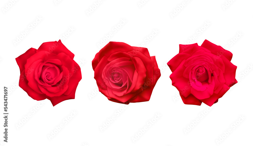 Fototapeta premium Realistic Red rose, vector illustration on White background
