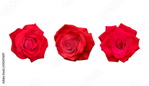 Realistic Red rose  vector illustration on White background