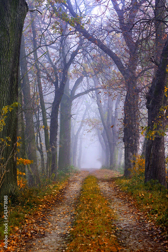 Drzewa we mgle © Iwona