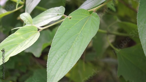 Trema orientale (also called Trema orientalis, Cannabaceae, charcoal tree, Indian charcoal tree) leaves. Extracts from leaves of related species (Trema guineense) showed  anti-arthritic. photo
