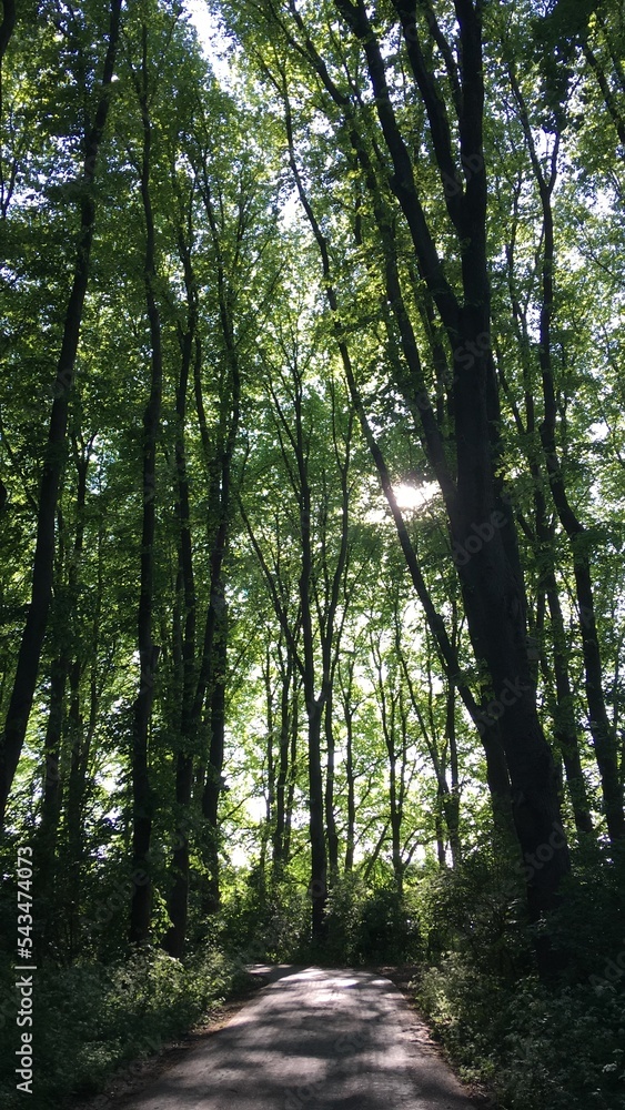 Obraz premium Lovely Forest