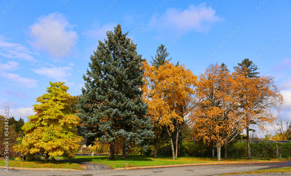 Naklejka premium North america fall landscape Montreal Quebec province Canada