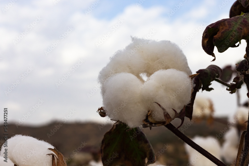 Close-up of a cotton flower. Cotton plantation. Close-up of a cotton flower. Cotton plantation.