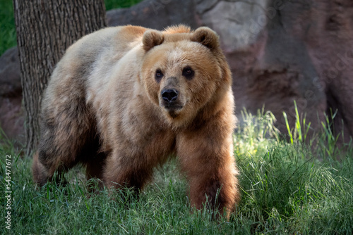Kamchatka bear in the grass (Ursus arctos beringianus)