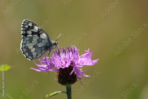 Marbled white butterfly on a purple flower close up © Kati Moth