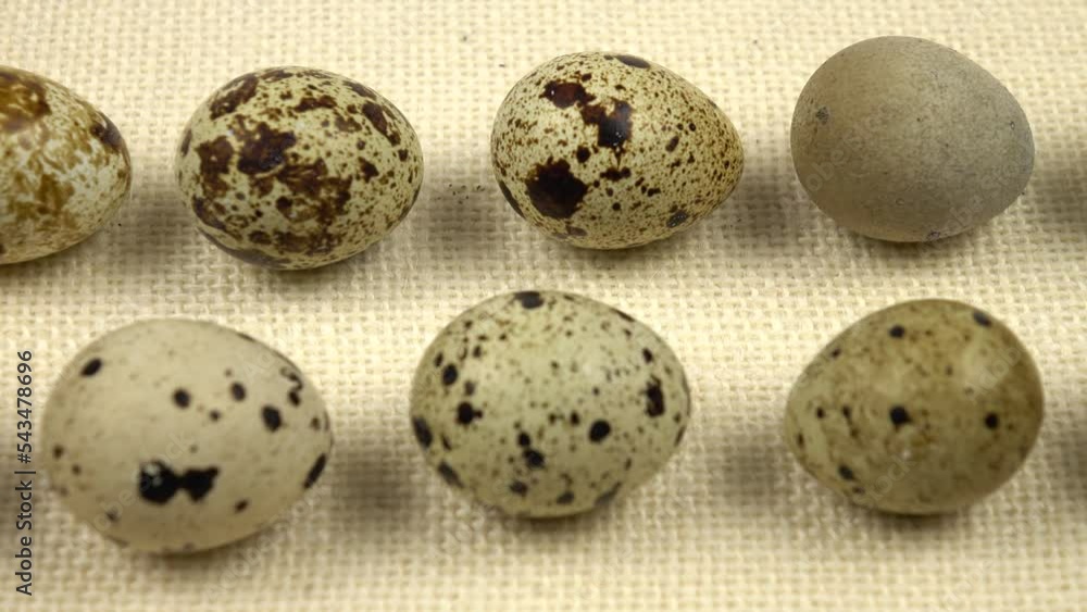 Quail eggs arranged in a row on white burlap, background Quail eggs arranged in a row on white burlap, background