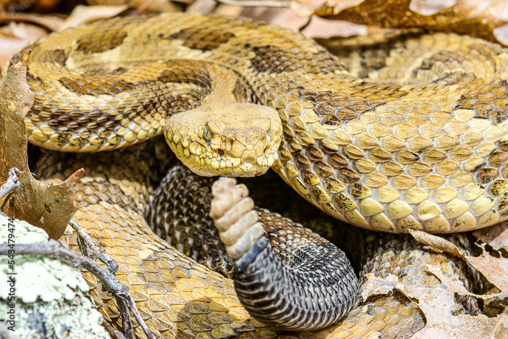 Yellow Light Phase Timber Rattlesnake (crotalus Horridus) Northeastern 