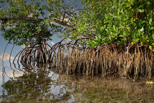 Mangrove Island off  Key West Florida photo