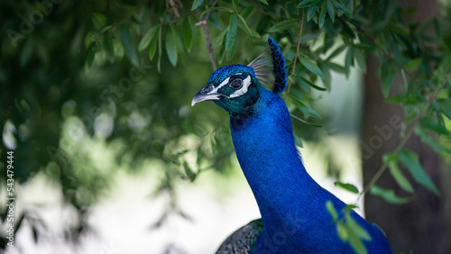 portrait of a peacock