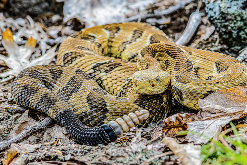 Yellow/light Phase Timber Rattlesnake 
(Crotalus horridus) Northeastern USA photo