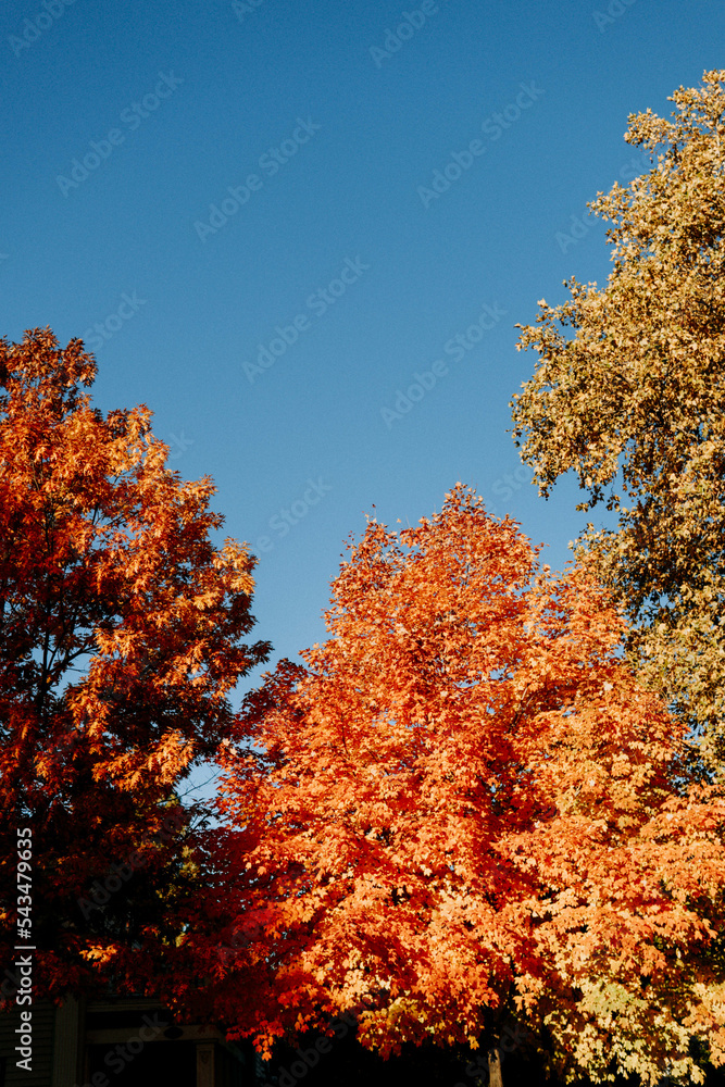 autumn trees in the park autumn trees in the park