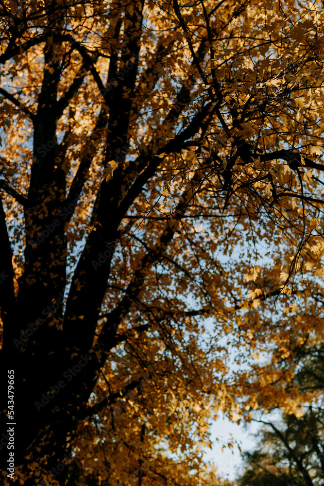 Obraz premium autumn in the forest