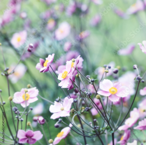 Nature background with spring flowers. (Anemone scabiosa). Selective and soft focus. © Eugeniusz Dudziński