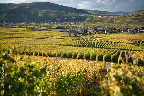 Vineyards on the Moselle in the village of Brauneberg in Germany photo
