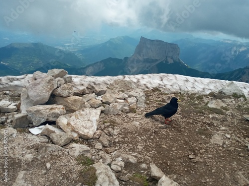 choucas et montagne photo