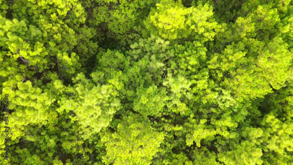 Drone rise up above Bo Kaeo Pine Tree Garden Chiang Mai Thailand. Drone rise up above Bo Kaeo Pine Tree Garden Chiang Mai Thailand.