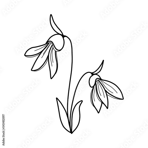 Hand drawn illustration of snowdrop. Outline or doodle of botanical plant. Line art for logo, packaging, print.