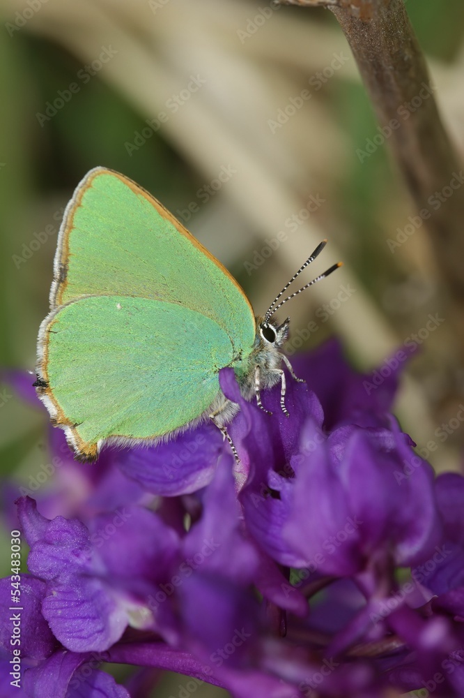 Vertical closeup shot of a green hairstreak butterfly on purple flowers Vertical closeup shot of a green hairstreak butterfly on purple flowers