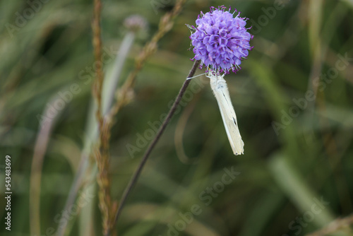 Small Cabbage White butterfly or Pieris rapae sitting on a lilac colored flowers in a green meadow with lots of grass photo