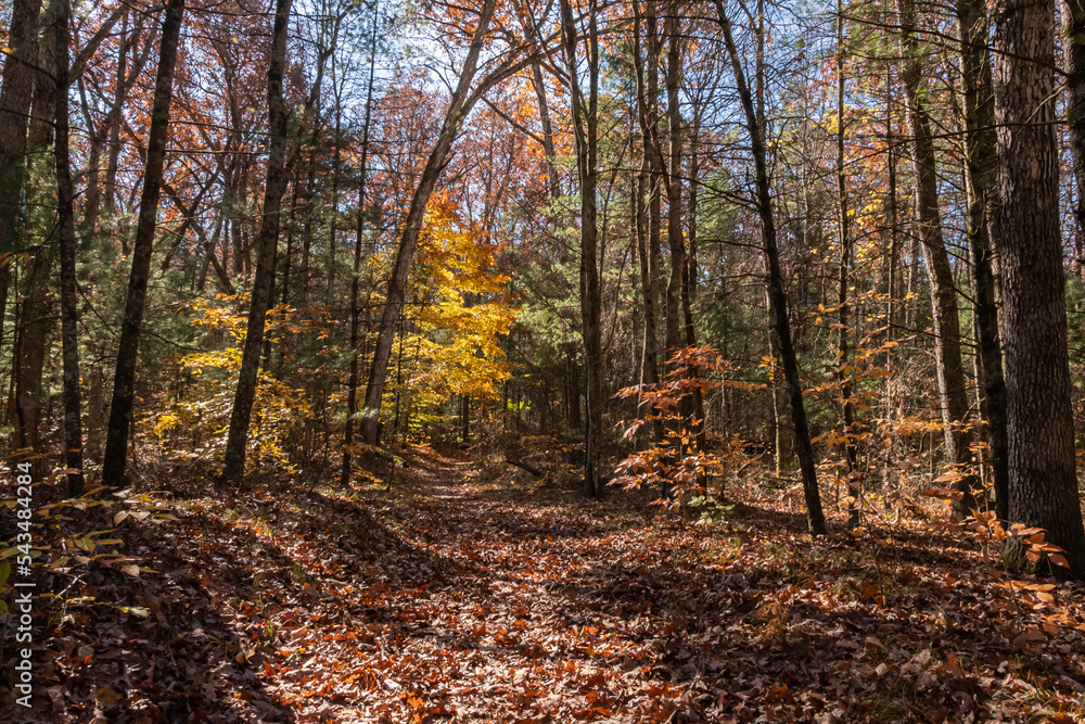 Fototapeta premium A Walk in the Forest Collection