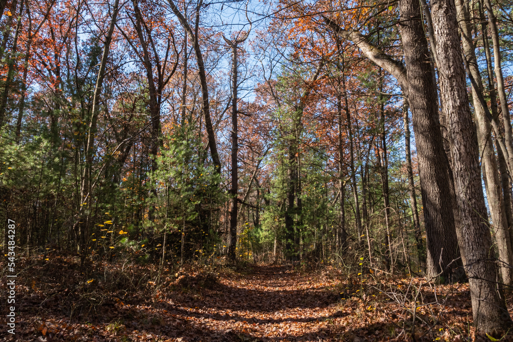 Fototapeta premium A Walk in the Forest Collection