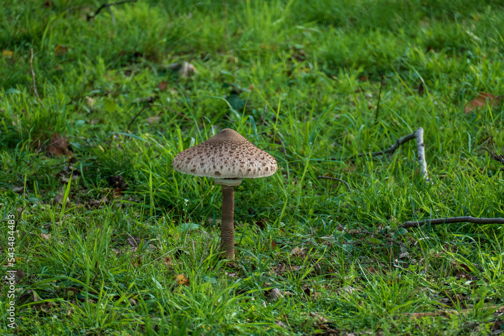 Fototapeta premium Parasol, Riesenschirmling auf einer Wiese Lichtung im Wald 