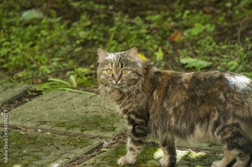 Slika na platnu Kurilian bobtail cat Felis catus on a mossy sidewalk