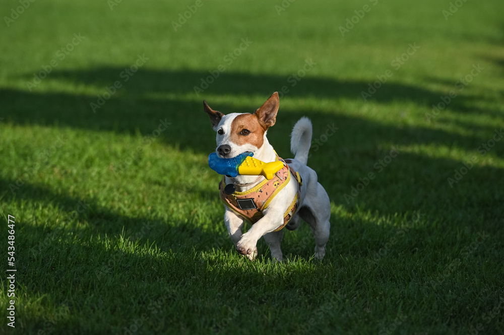 A cheerful Jack Russell terrier runs through the grass, holding a yellow-blue toy in his teeth. A cheerful Jack Russell terrier runs through the grass, holding a yellow-blue toy in his teeth.