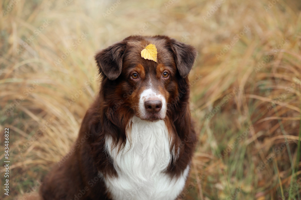 Beautiful dog Australian Shepherd with an autumn leaf on his head