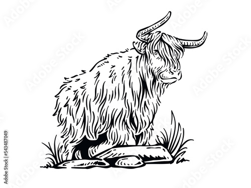 Beautiful Hand drawn of American bison vintage illustration cow yak full body sketch drawing vector design