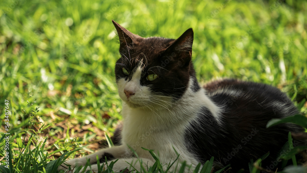 cat on grass