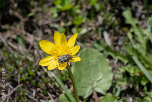 Beetle on yellow flower in spring closeup