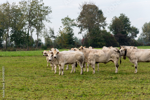 Fassona breed cows grazing on the countryside of the Italian Po valley in Fossano, province of Cuneo, Piedmont, Italy