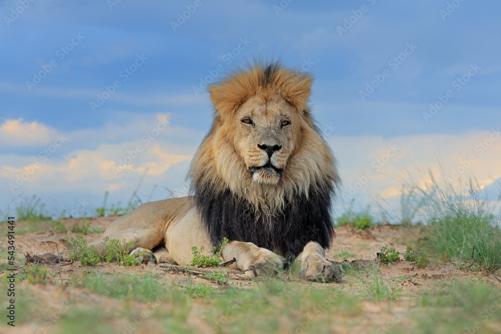 Big male African lion (Panthera leo) in natural habitat, Kalahari desert, South Africa.