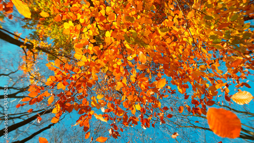 Freeze motion of falling autumn beech leaves against clear blue sky.