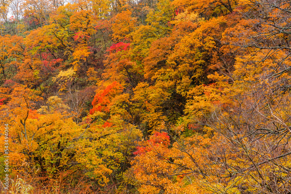 Beautiful forest in autumn season Beautiful forest in autumn season