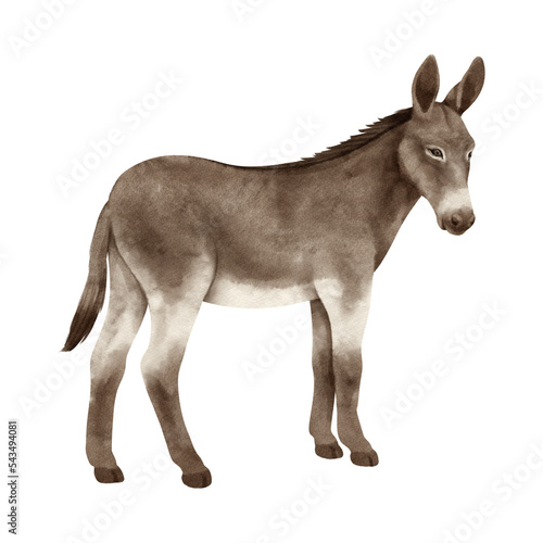 Donkey PNG Format With Transparent Background Fototapet
