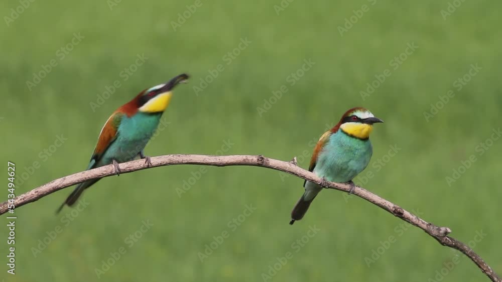 European Bee-eater Merops Apiaster sits on a tree branch and feeds European Bee-eater Merops Apiaster sits on a tree branch and feeds