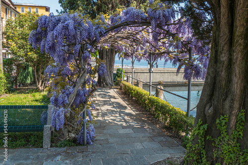 Beautiful wisteria tunnel in the lakeside of Cadenabbia