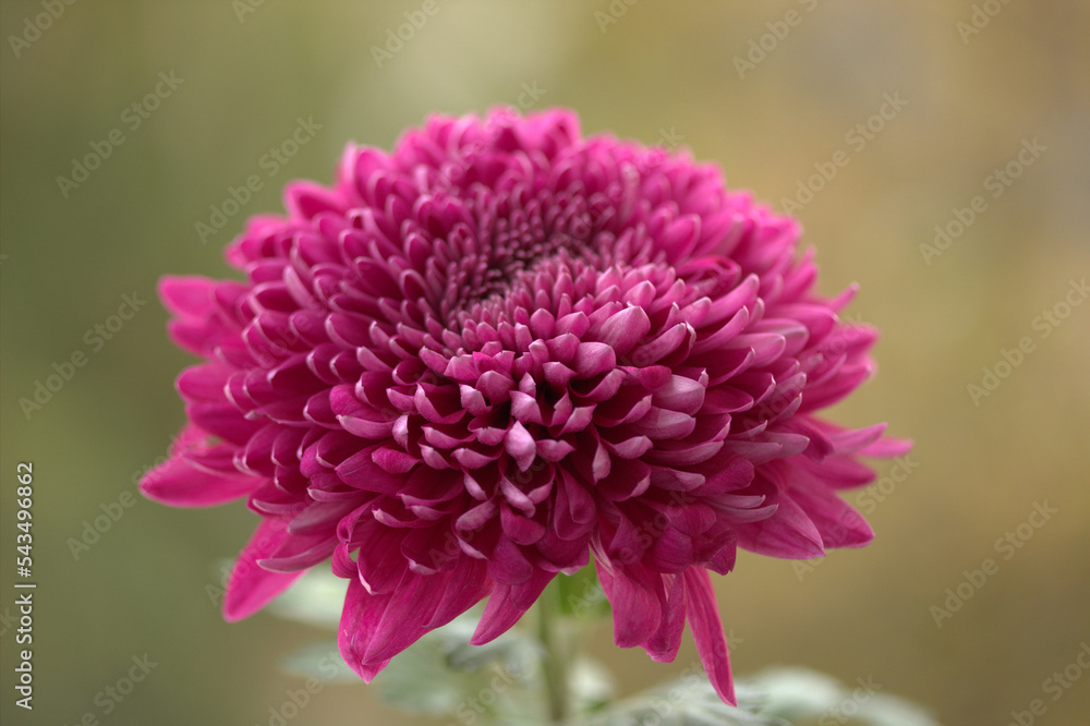 close up of a pink flower close up of a pink flower