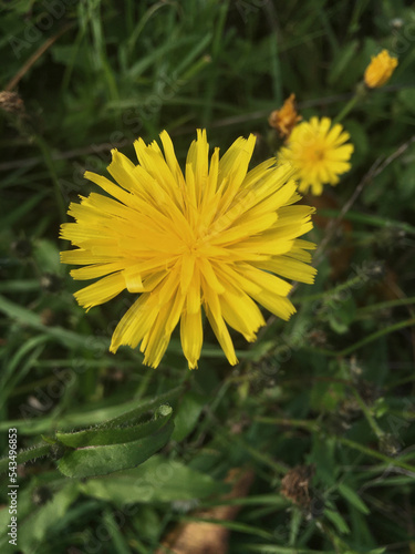 Herbst-Löwenzahn Blüte, Pusteblume mit unscharfem Hintergrund photo