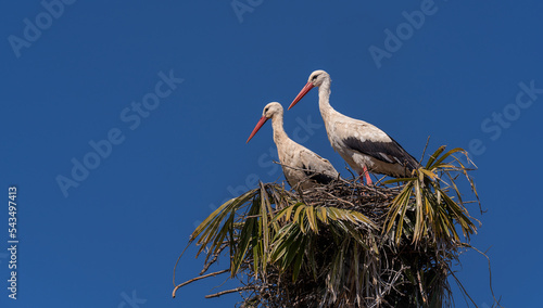 Stork couple in the nest