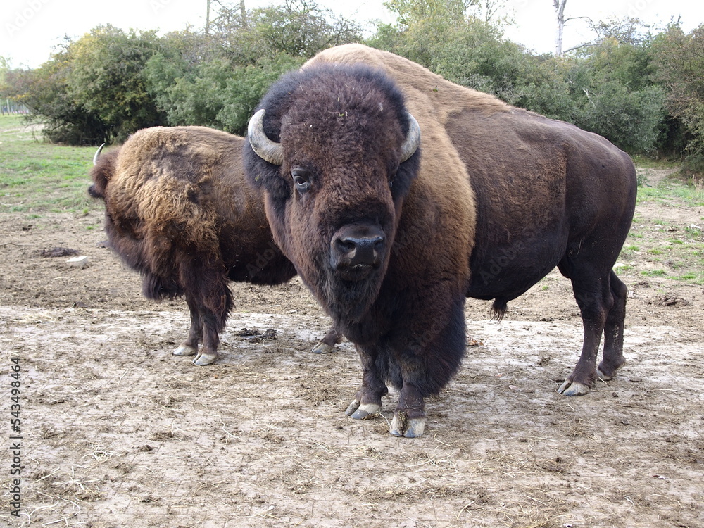 Wisent in der Wildnis Wisent in der Wildnis