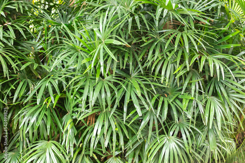 Tropical leaf texture background, green foliage are shaped like tiny spikes. Close-up. Tropical background