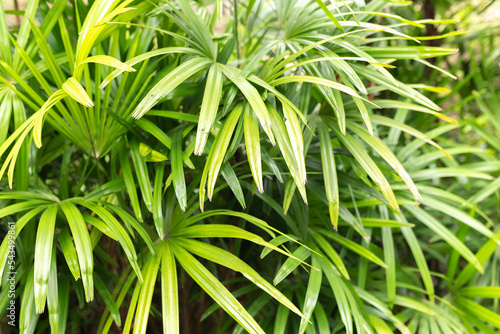 Tropical leaf texture background  green foliage are shaped like tiny spikes. Close-up. Tropical background