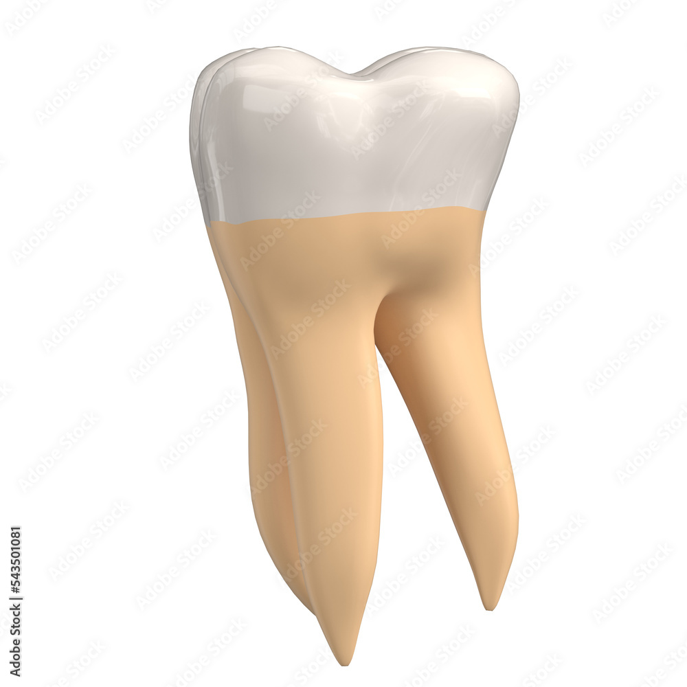 3d rendering illustration of a stylized human second molar tooth 3d rendering illustration of a stylized human second molar tooth