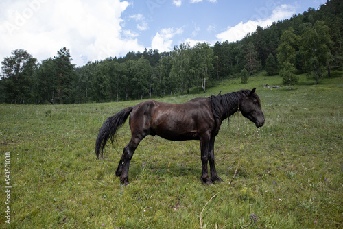A beautiful horse grazes on a green meadow in the mountains.