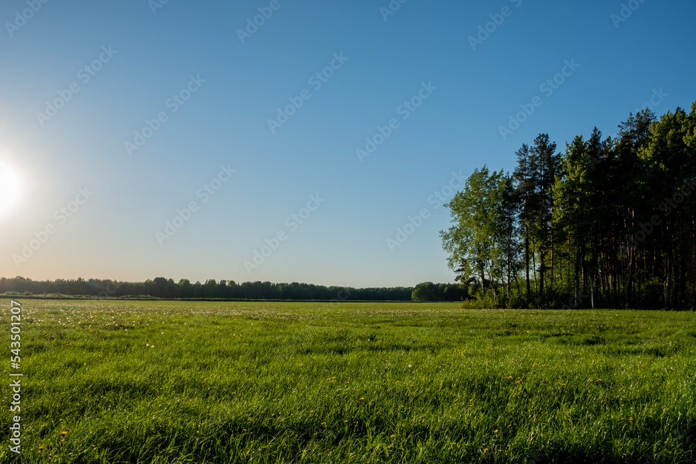 Fototapeta premium Fields sown with crops. Farming at the beginning of the season. Cultivation of agricultural products. Summer. Day.