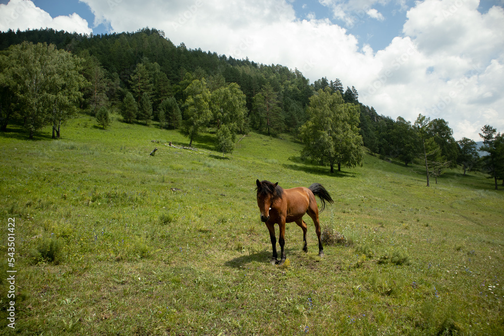 Obraz premium A beautiful horse grazes on a green meadow in the mountains.